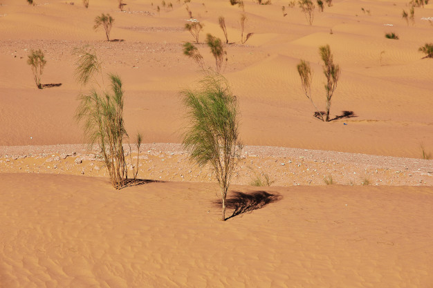 Centenas de milhões de árvores são descobertas no Saara